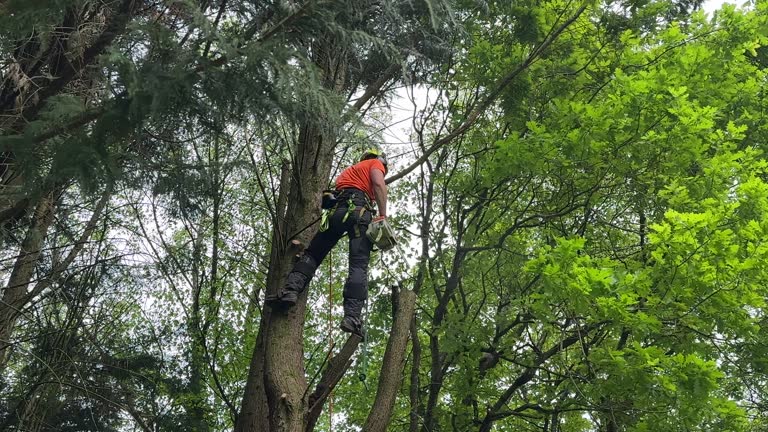 How Our Tree Care Process Works  in  Manton, MI